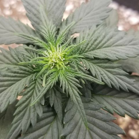 Purple Kush Auto #1 growlog photo: Showing sex