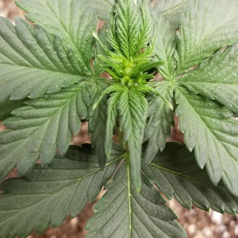 Purple Kush Auto #2 growlog photo: Showing sex