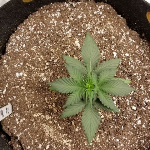 Purple Kush Auto #2 growlog photo: Showing sex