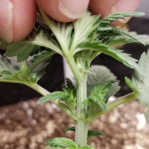 Purple Kush Auto #2 growlog photo: Showing sex