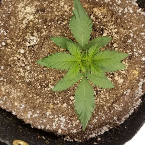 Bloody Skunk Auto #3 growlog timeline photo