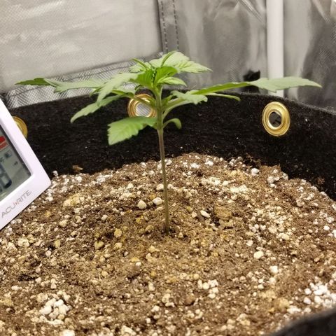 Bloody Skunk Auto #3 growlog timeline photo