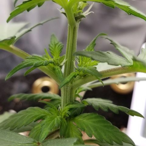 Bloody Skunk Auto #3 growlog timeline photo