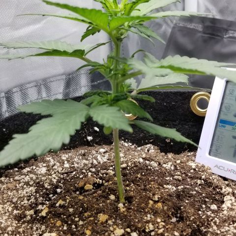 Bloody Skunk Auto #3 growlog timeline photo