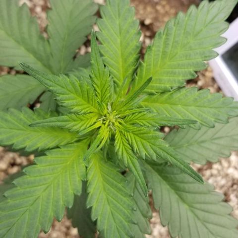 Bloody Skunk Auto #3 growlog timeline photo