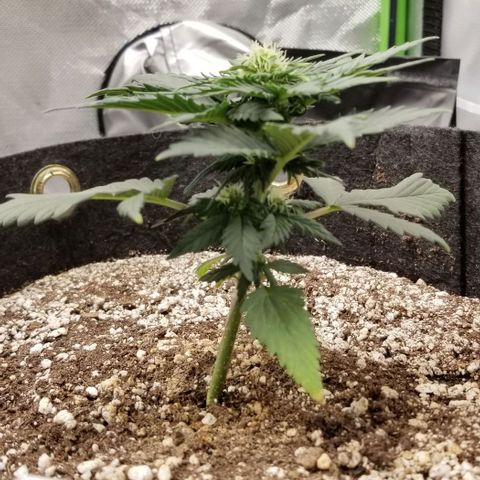 Purple Kush Auto #1 growlog timeline photo