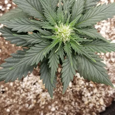 Purple Kush Auto #1 growlog timeline photo
