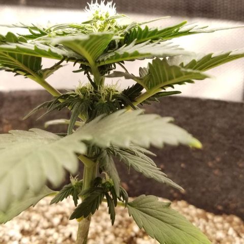 Purple Kush Auto #1 growlog timeline photo