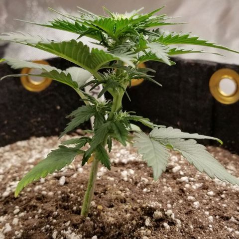 Purple Kush Auto #2 growlog timeline photo