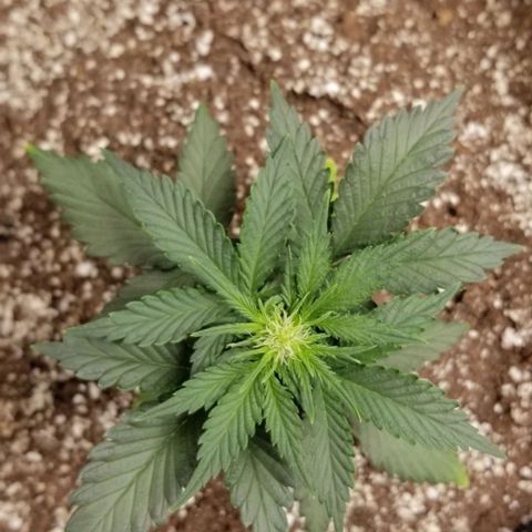 Purple Kush Auto #2 growlog timeline photo