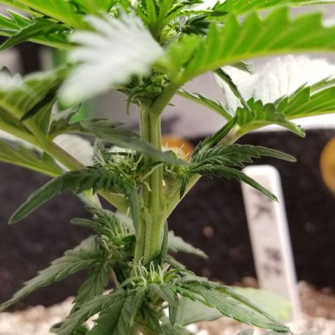 Purple Kush Auto #2 growlog timeline photo