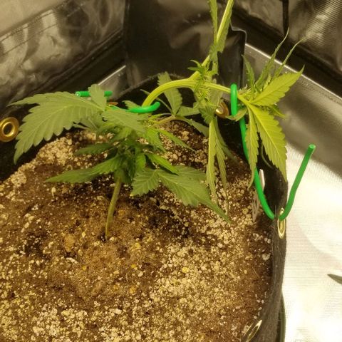 Bloody Skunk Auto #3 growlog timeline photo
