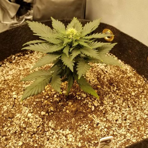 Purple Kush Auto #1 growlog timeline photo