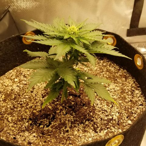 Purple Kush Auto #2 growlog timeline photo