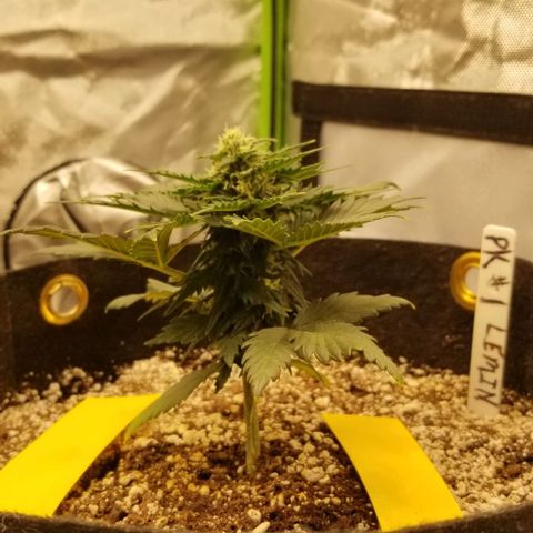 Purple Kush Auto #1 growlog timeline photo