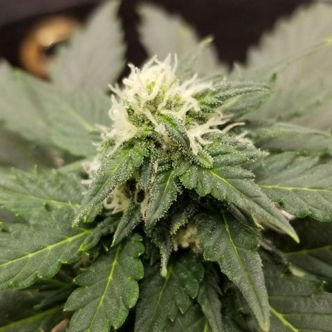 Purple Kush Auto #1 growlog timeline photo