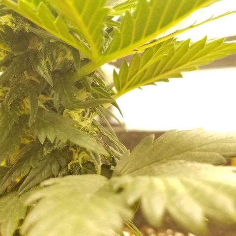 Purple Kush Auto #1 growlog timeline photo