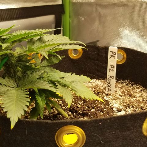 Purple Kush Auto #2 growlog timeline photo