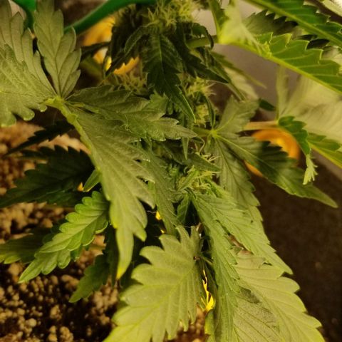 Purple Kush Auto #2 growlog timeline photo