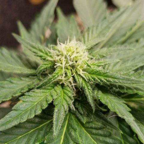 Purple Kush Auto #2 growlog timeline photo