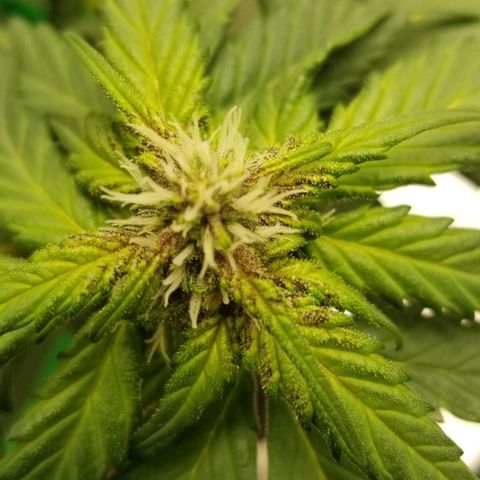 Bloody Skunk Auto #3 growlog timeline photo