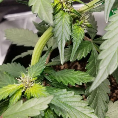 Bloody Skunk Auto #3 growlog timeline photo