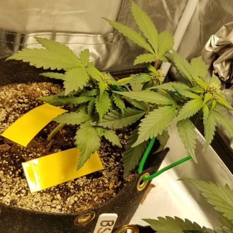 Bloody Skunk Auto #3 growlog timeline photo