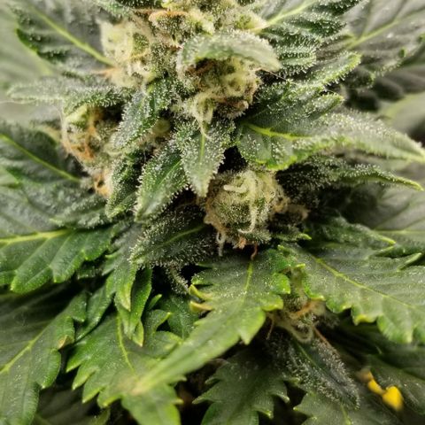 Purple Kush Auto #1 growlog timeline photo