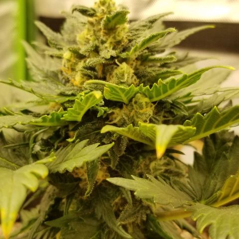 Purple Kush Auto #1 growlog timeline photo