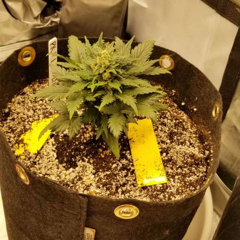 Purple Kush Auto #1 growlog timeline photo