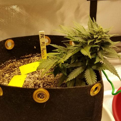 Purple Kush Auto #2 growlog timeline photo