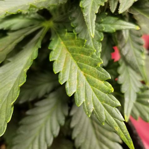 Purple Kush Auto #2 growlog timeline photo