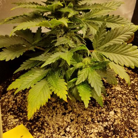 Purple Kush Auto #2 growlog timeline photo
