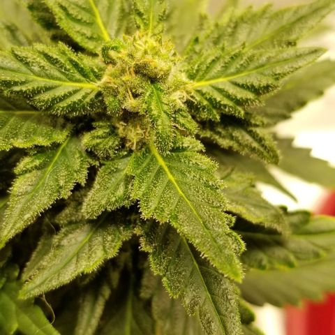 Purple Kush Auto #2 growlog timeline photo