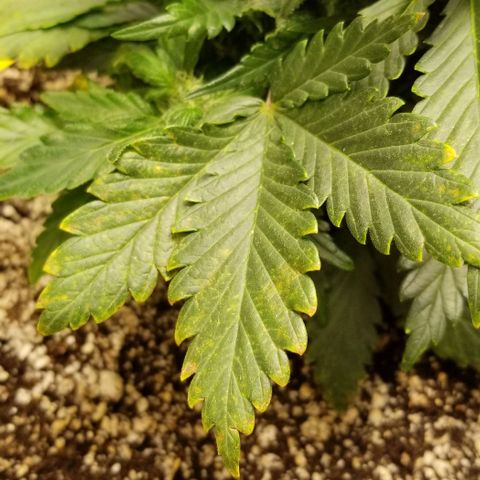 Purple Kush Auto #2 growlog timeline photo
