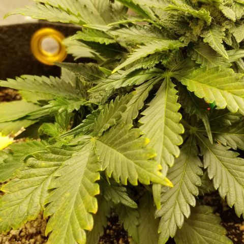 Purple Kush Auto #2 growlog timeline photo