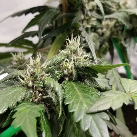 Bloody Skunk Auto #3 growlog timeline photo