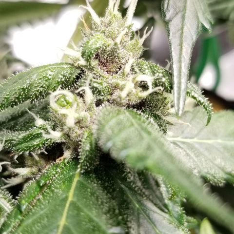 Bloody Skunk Auto #3 growlog timeline photo