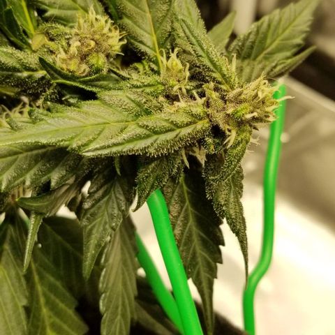 Bloody Skunk Auto #3 growlog timeline photo