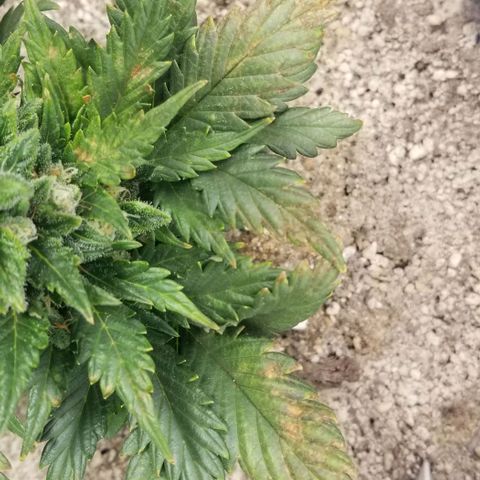 Purple Kush Auto #1 growlog timeline photo