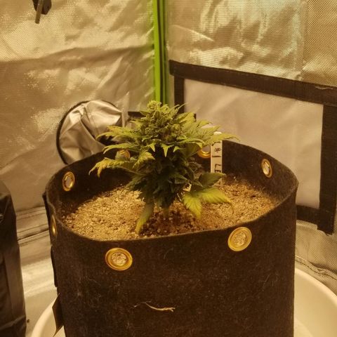Purple Kush Auto #1 growlog timeline photo
