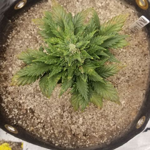 Purple Kush Auto #1 growlog timeline photo