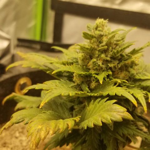 Purple Kush Auto #1 growlog timeline photo