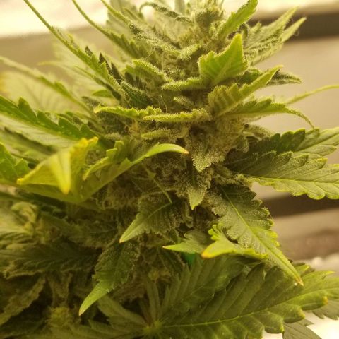 Purple Kush Auto #2 growlog timeline photo