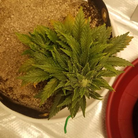 Purple Kush Auto #2 growlog timeline photo