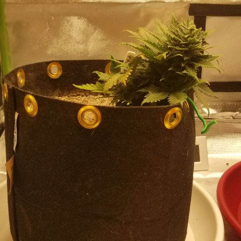 Purple Kush Auto #2 growlog timeline photo