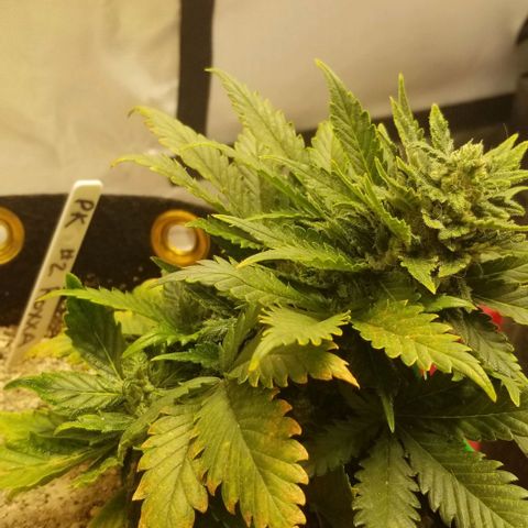 Purple Kush Auto #2 growlog timeline photo
