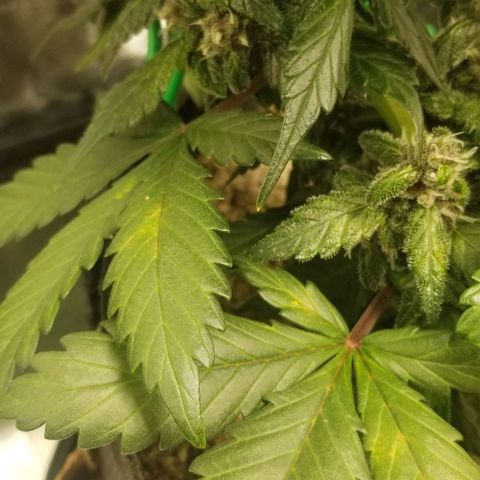 Bloody Skunk Auto #3 growlog timeline photo