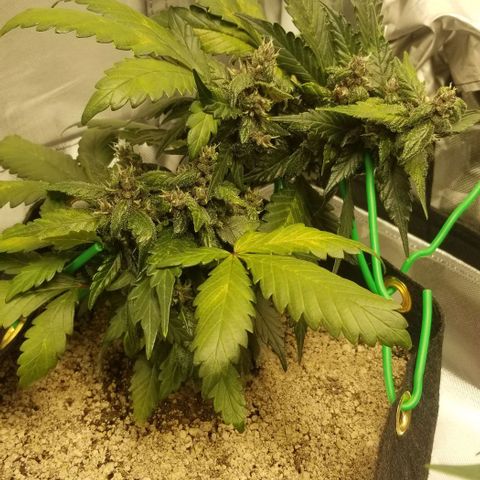 Bloody Skunk Auto #3 growlog timeline photo