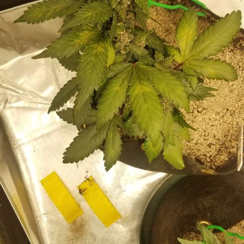 Bloody Skunk Auto #3 growlog timeline photo